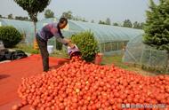 秋季大棚小西红柿的种植与管理（春季大棚西红柿种植方法全过程）