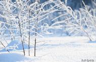 冬季栽树的方法，冬天栽树用什么办法保证成活