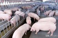 各个养猪企业的养猪模式（国内养猪行业的现状）