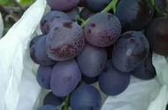 6月底7月初成熟的葡萄品种（葡萄最新品种产量高易管理）