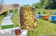 业余养蜂如何增加收入（野外养蜂一个月能挣多少钱）