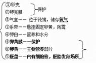 两栖动物的发育过程和发育特点（两栖动物变态发育的过程）