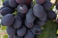 6月份早熟葡萄品种介绍图片（葡萄早熟品种一览表）