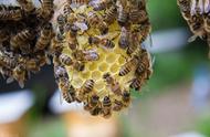 野生蜂巢的功效及食用方法（野蜂巢的功效与禁忌）