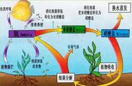 养殖白虫需要什么条件（怎么养白虫最好）