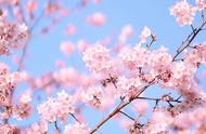 樱花为啥在春天开花，樱花一般在哪个季节开花