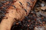 子弹蚁大小是一般蚂蚁的几倍