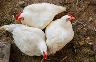 蛋氨酸在蛋鸡上的作用和添加量（蛋氨酸赖氨酸对蛋鸡有什么效果）