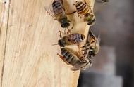 养蜜蜂的十种方法（养蜜蜂的技术与方法图片）