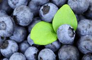 蓝莓每天最多吃几个（女人每天吃蓝莓的好处）
