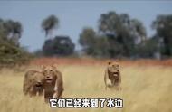 狮子王国纪录片免费观看（最好看的狮子纪录片）