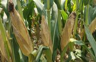 高产玉米品种前十名（2022最火玉米种子）