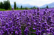 紫色薰衣草干花花束图片（粉色熏衣草花束图片）