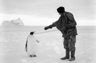 为什么人工饲养的帝企鹅能活50岁（为什么企鹅在人工饲养下能活得久）