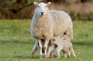 一般母羊生羊羔多长时间（母羊下羔后几天开始喂粮食）