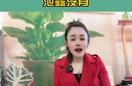 支付宝怎么删掉健康码（如何删除支付宝中的健康码）