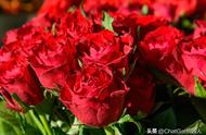 红玫瑰加金盏花的花语（白玫瑰加茉莉花的花语与寓意）