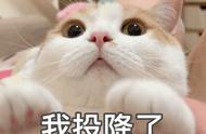 猫喜欢啃线缺乏什么（猫挑食有什么特点）