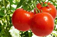 番茄是水果类吗（番茄是蔬菜里的水果吗）