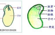 打芽儿什么意思（重庆话打芽儿是什么意思）