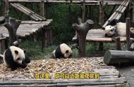 北京动物园里的珍稀动物（北京野生动物园里都有哪些动物）