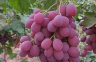 葡萄最早种植的国家（葡萄产量最大的国家是哪个）