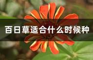 百日花适合10月份播种吗（百日草花种子哪时播种最好）