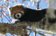 熊猫为什么是熊猫科动物（熊猫是大型猫科动物吗）