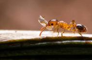 小黄家蚁的蚁后图片（小黄蚂蚁的蚁后长什么样子）