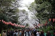 日本十大赏樱景点（去日本必买的东西top10）