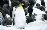 企鹅为什么住南极不住北极（企鹅为什么选择住在南极）