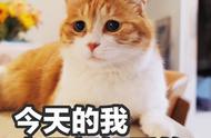 豹猫f1和孟加拉豹猫哪个好看（孟加拉豹猫金豹配银豹会怎样）