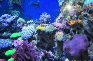 珊瑚礁形成的水温要求（珊瑚礁形成的原因及条件）