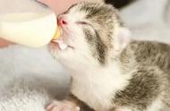 40天的小猫不喝奶可以吗（40天小猫不吃奶）