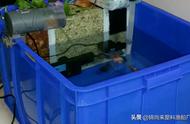 阳台塑料箱养鱼（小型塑料箱养鱼）