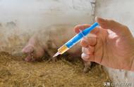 猪打疫苗有什么不良反应和症状（猪打了疫苗的后果）