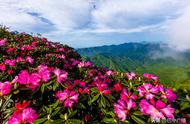 香炉山杜鹃花什么时候开（开远大黑山杜鹃花什么时候开）