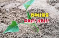 红薯秧正确栽种方法（红薯秧剪下来能直接栽种吗）