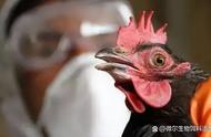 禽流感哪型最严重