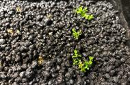 紫草种植方法和技术（紫草种植一年能产多少草）