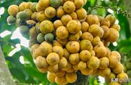 龙贡果树的种植与管理（龙贡果树几年挂果）