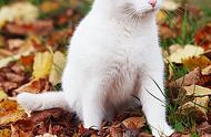 白色的猫猫是什么品种（中国大白猫多少钱一只）