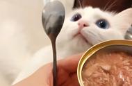 小猫可以每天吃主食罐头吗（三个月的小猫可以每天吃罐头吗）