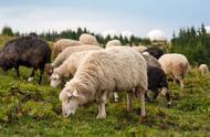 养羊人有福了懂得养羊技术不吃亏（养羊致富的10个方法）