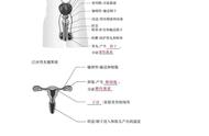 人教版七年级生物下册知识点重点（人教七年级下册生物知识点概括）