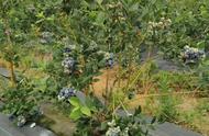 南方种蓝莓哪个品种最好（什么品种蓝莓适合南方种）