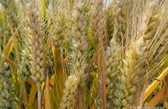 2022年小麦增产绝密配方（小麦怎么增产效果最好）