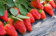 草莓在什么季节最好吃（哪个季节的草莓最好吃）