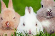 兔子只吃窝边草的意思