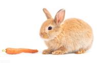 兔兔不可以吃什么食物（兔兔能吃杂粮吗）